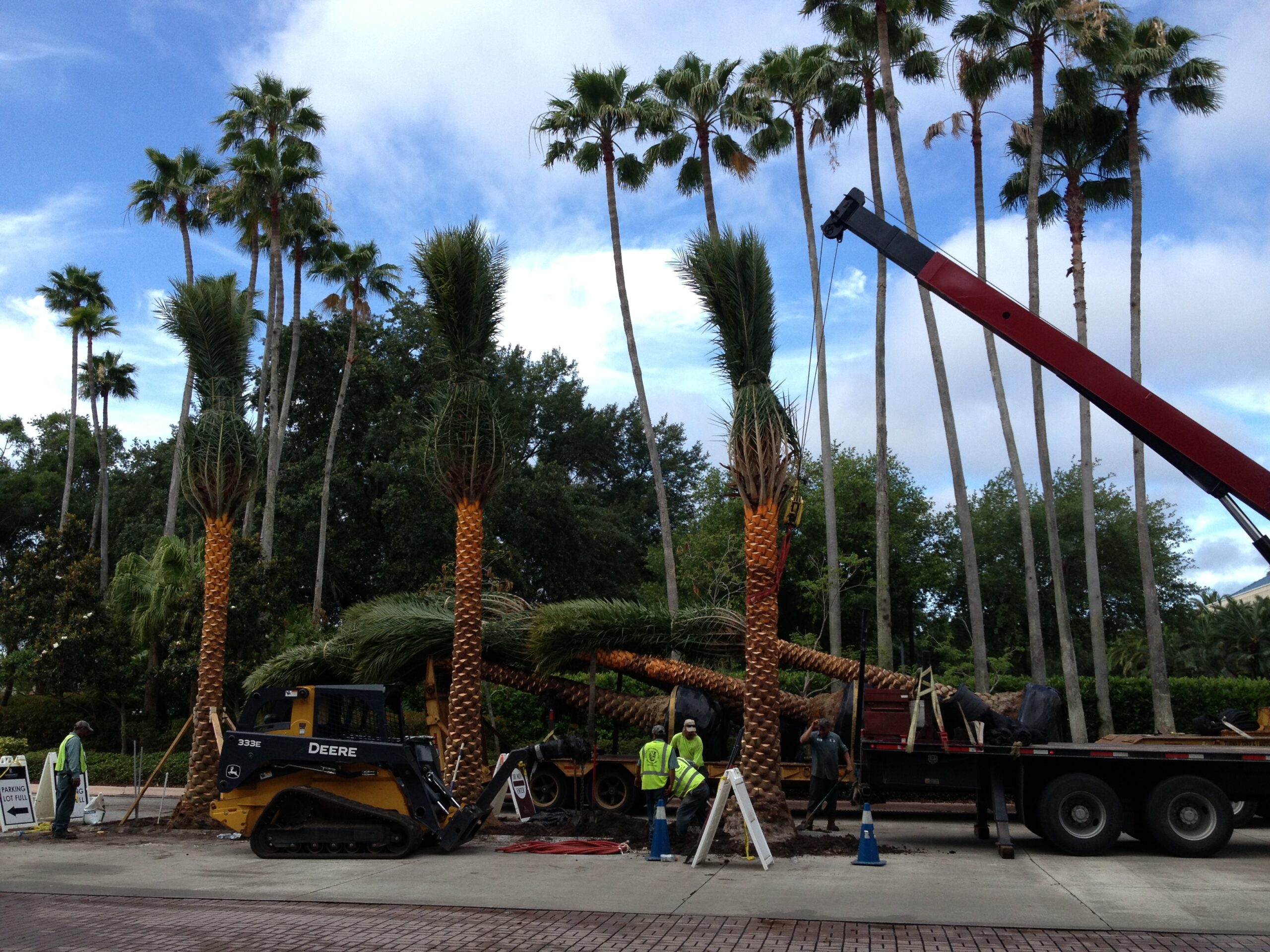 palm tree installation - commercial landscape - weber environmental services